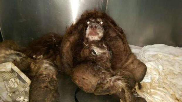 Кто-то нашёл собаку похожую на шар из грязной шерсти, San Antonio Animal Care Services, Ветеринары сбрили около 6 кг шерсти