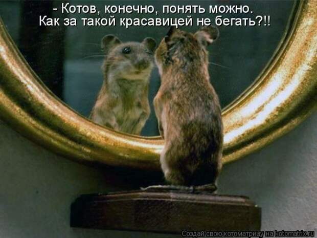 Лучшие котоматрицы недели (50 фото)