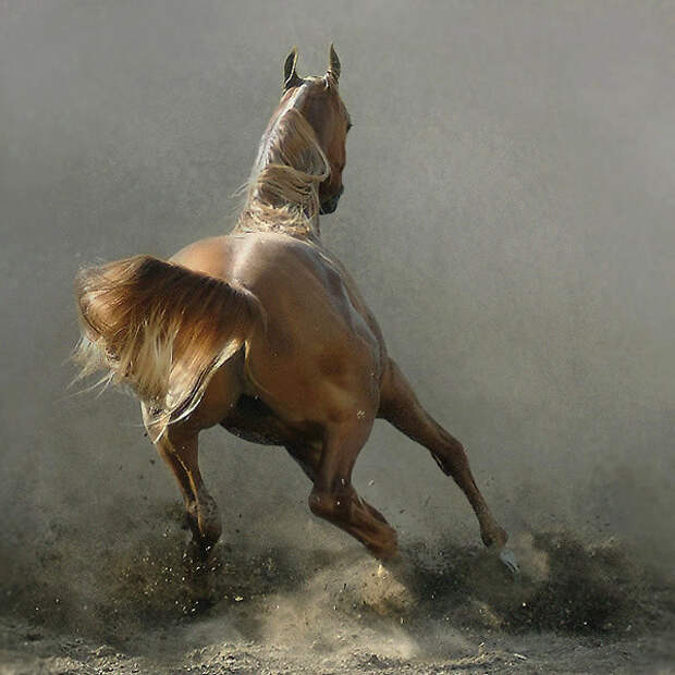 фотографии лошадей