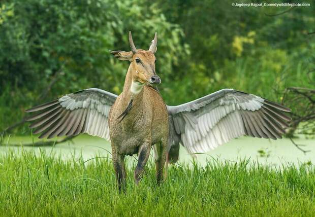 Блог - Финальная гонка будет жаркой: 12 смехотворных ситуаций Comedy Wildlife Photo Awards Финальная гонка будет жаркой: 12 смехотворных ситуаций Comedy Wildlife Photo Awards