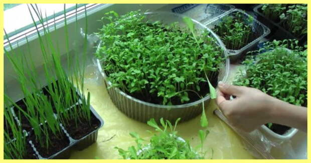 Как выращивать зелень в домашних условиях зимой