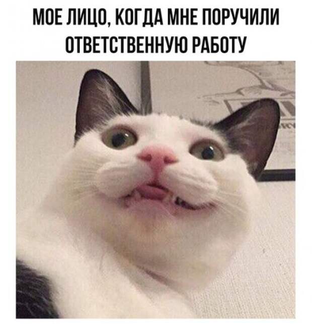 Новые фотомемы (22 шт)