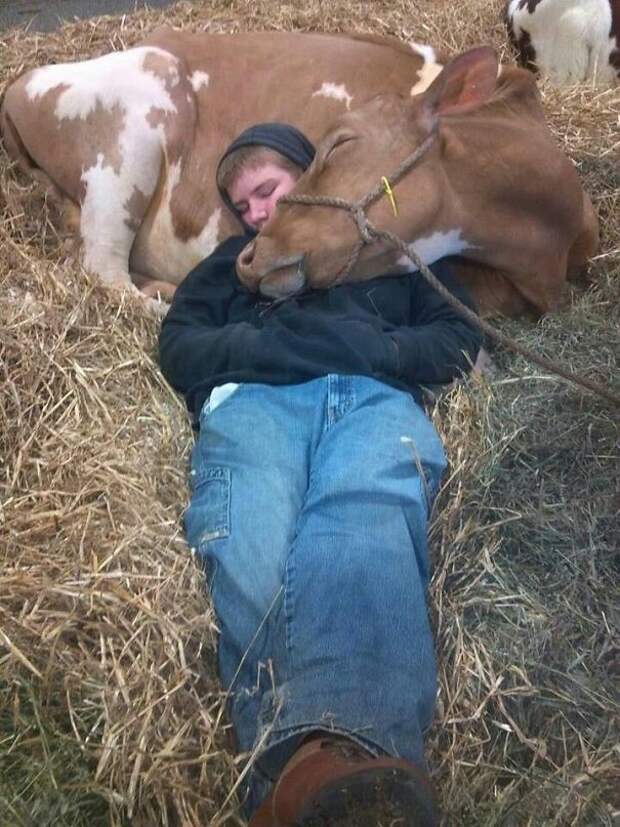 Cow Snuggles