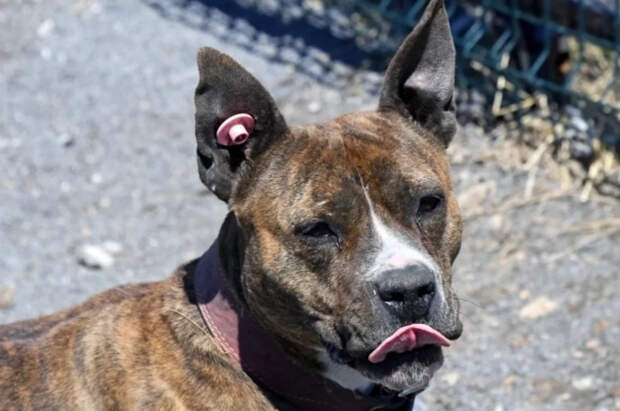 Профильный комитет Госдумы поддержал проект о маркировке домашних животных