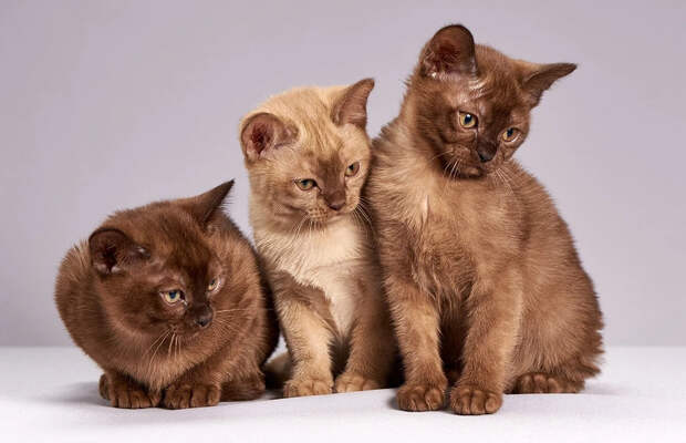 Топ-12 гипоаллергенных кошек: какую породу завести, если у тебя аллергия