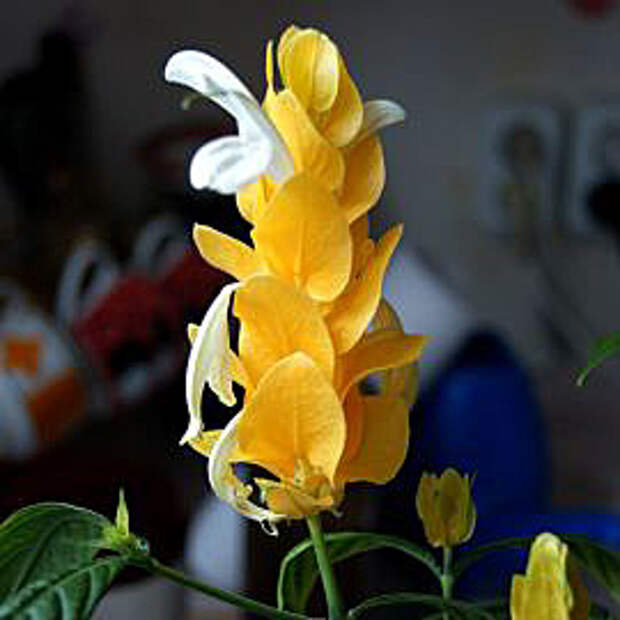 Пахистахис – Pachystachys