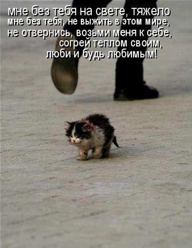 Котоматрица юморная (38 фото)