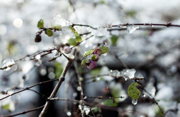 Заморозки в Краснодаре угрожают фруктовым деревьям: черешня и слива под ударом