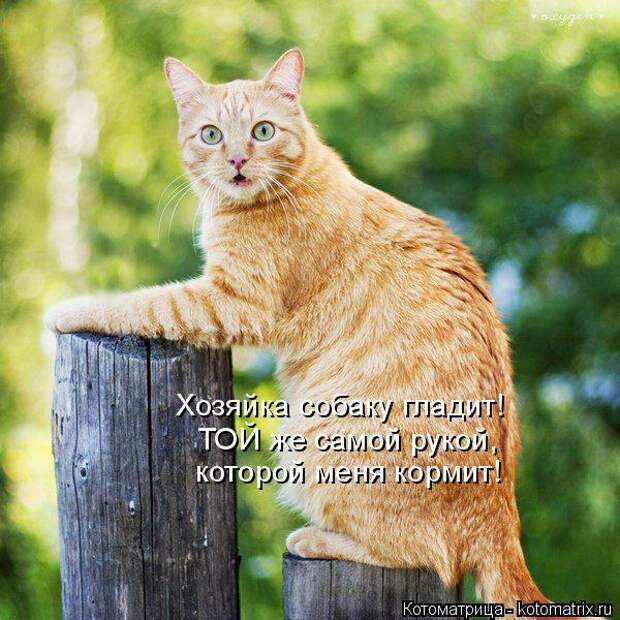 Котоматрица: Хозяйка собаку гладит! ТОЙ же самой рукой, которой меня кормит!