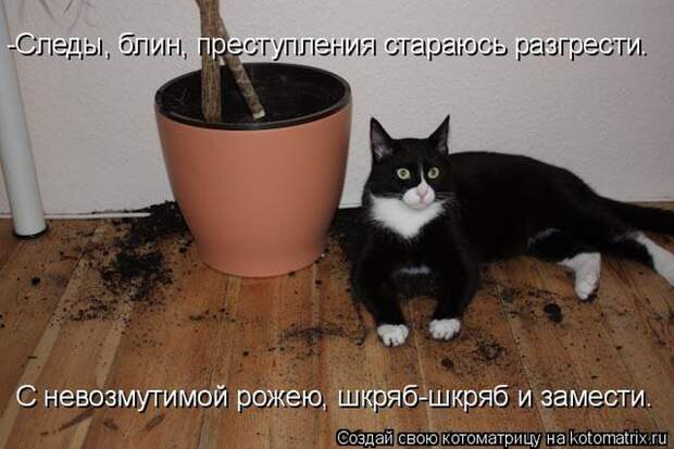 Лучшие котоматрицы недели (50 фото)