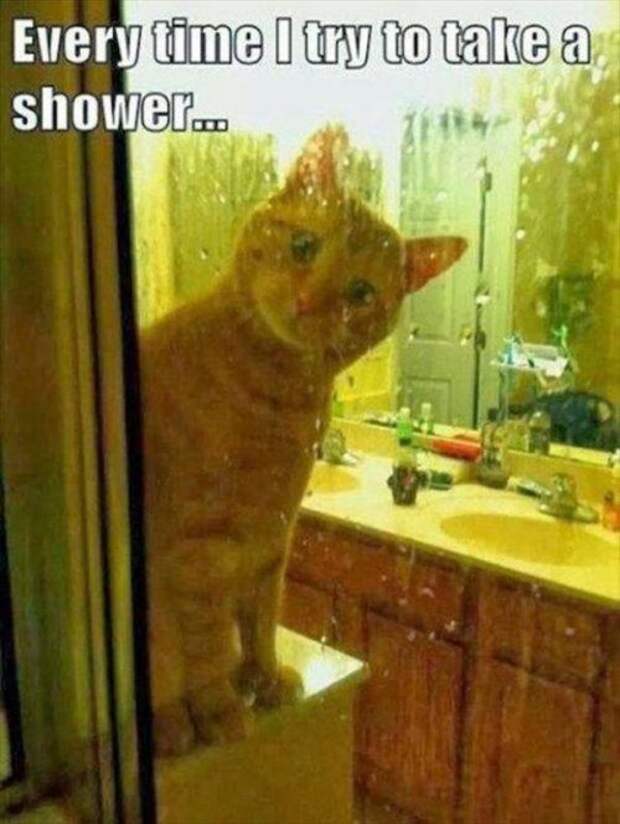 Котэ-приколы