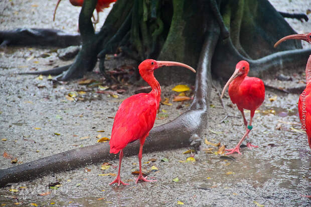 Парк птиц в Сингапуре / Фото из Сингапура