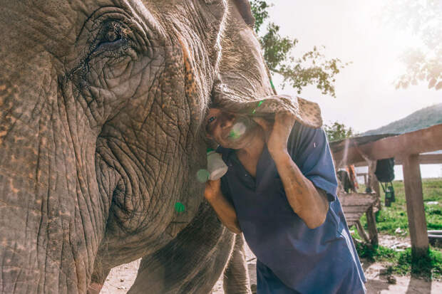 Слониха Кабу и ее погонщик: полная идиллия... заповедник, слон, слоны, таиланд