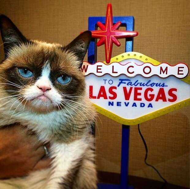 кошка