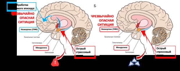 Гиперсенсибилизация к опасности