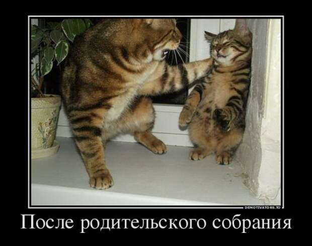 Свежая порция демотиваторов (15 шт)