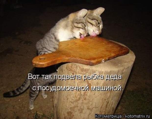 Свежая котоматрица для всех (38 фото)