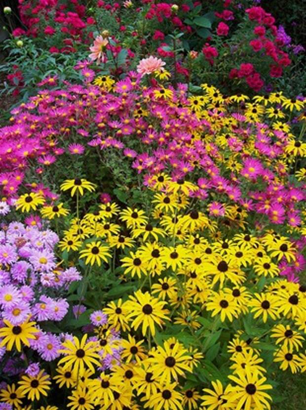 Осенний цветник с хризантемами, астрами и рудбекиями Осенний цветник с хризантемами, астрами и рудбекиями