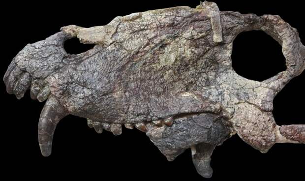 Бразилия: Обнаружен череп древнего хищника, предшествующего эпохе динозавров