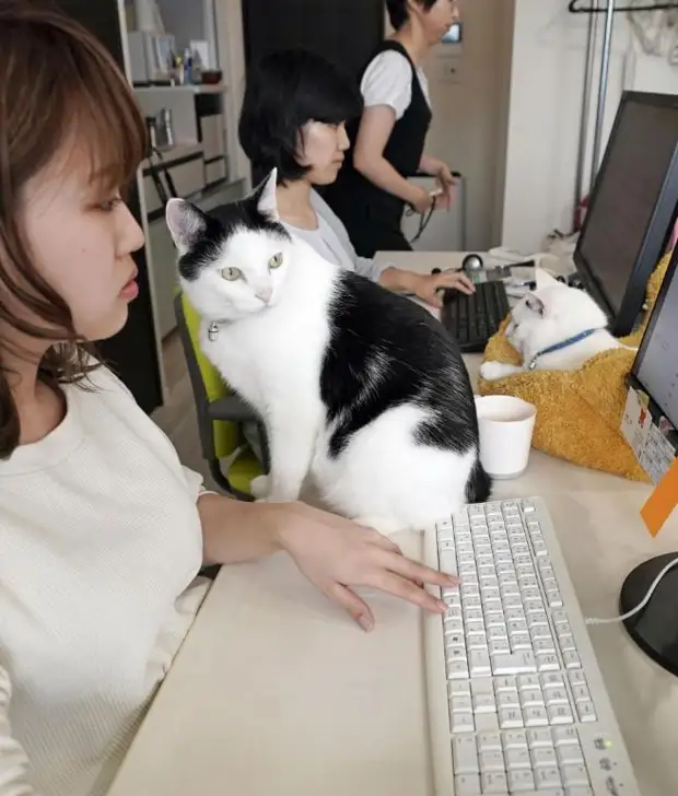 Ради спасения работников в Японии начали платить «награду за кошку»