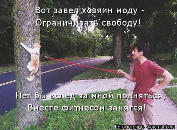 Лучшие котоматрицы недели (50 фото)