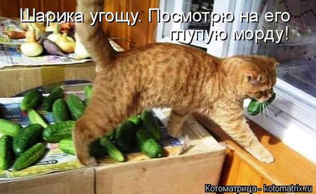 Лучшие котоматрицы недели (50 фото)