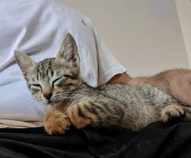 Котенок уснул Котенок спит