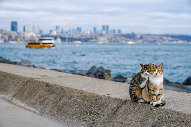 Я сфоткал двух обнимающихся бездомных кошек - клянусь, это не поставнока