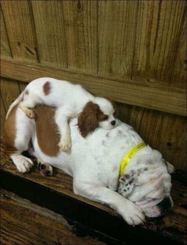 Спящие собаки