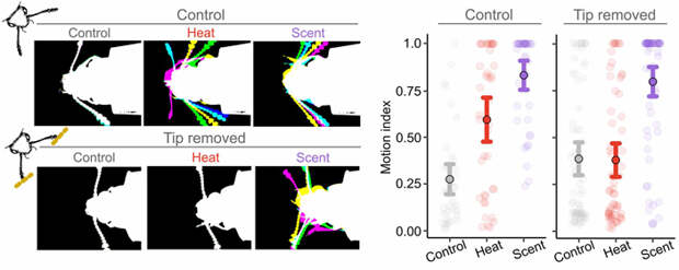 Рис. 6. Движения антенн жуков-опылителей в ответ на тепловое излучение (Heat) и запах шишек (Scent)