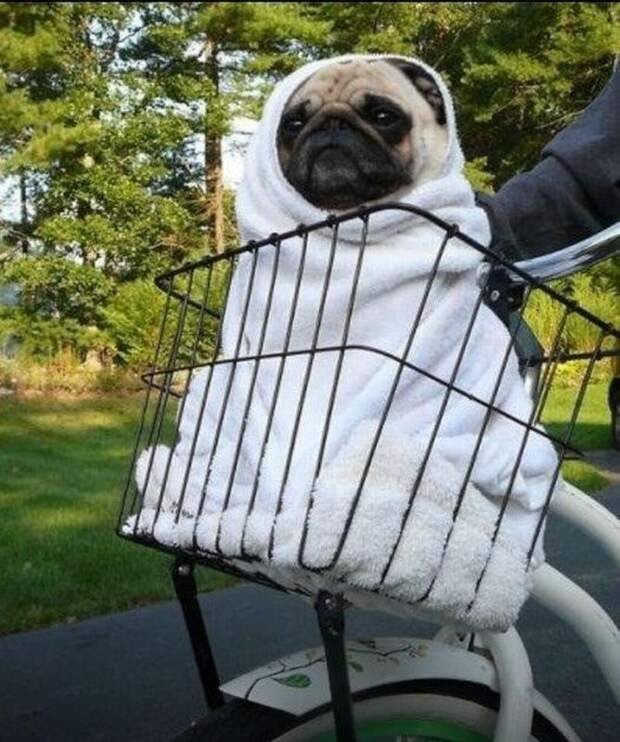 Pugs02 Pugs02 Веселые мопсы мастера маскировки
