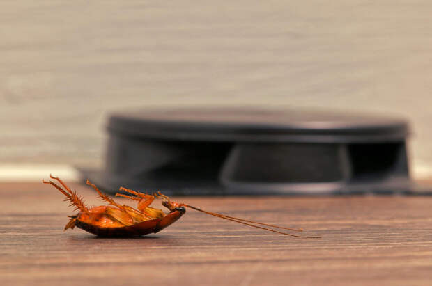 Как избавиться от тараканов: обзор всех доступных средств