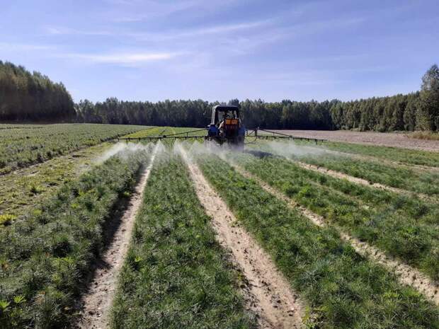 В лесных питомниках Нижегородской области завершен посев семян хвойных пород на площади 6,2 гектара