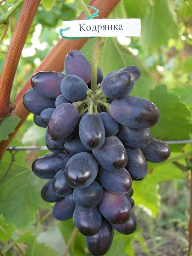 Неприхотливые сорта винограда для новичков