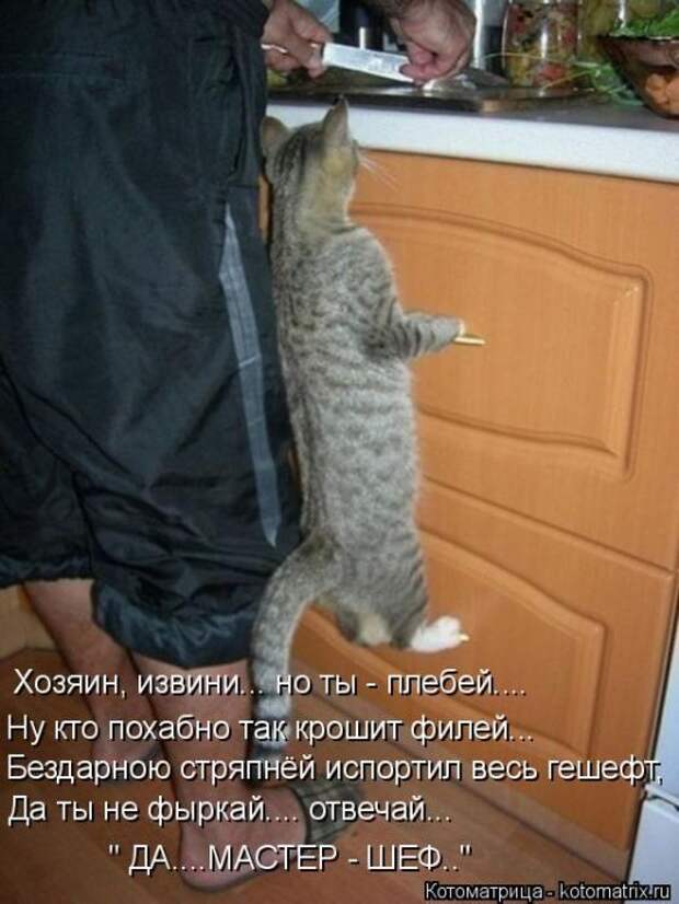 Лучшие котоматрицы недели (50 фото)