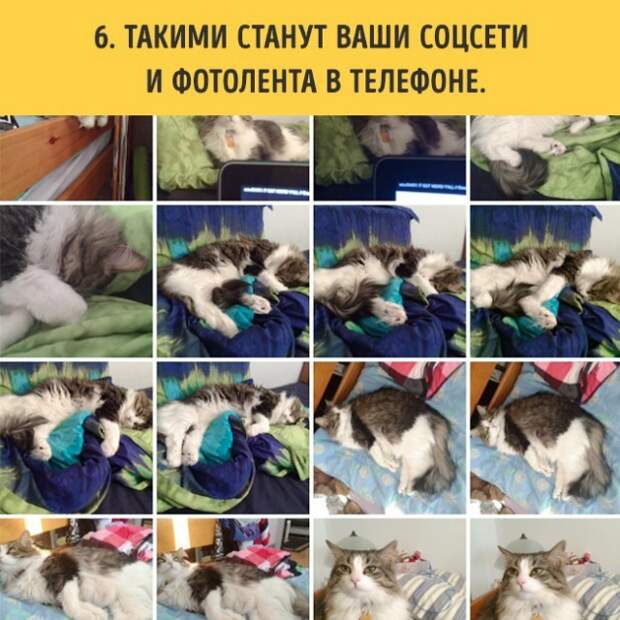 18 вещей, c которыми вы столкнетесь, когда заведете кошку коты, пушистики, факты