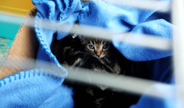 Без кота и жизнь не та: добрая «мимимишная» выставка прошла во Владивостоке