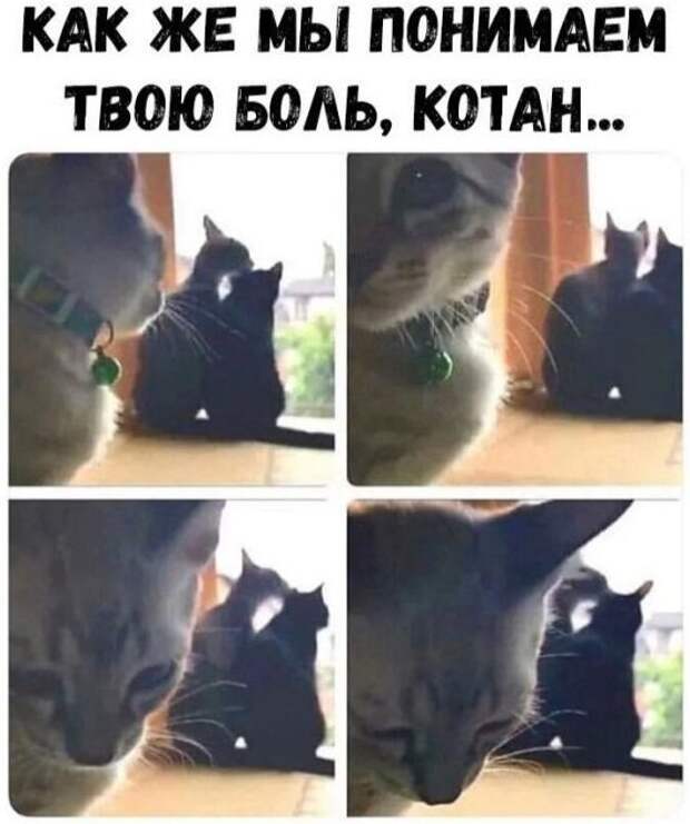 Анекдоты, соц-сети и картинки с надписями
