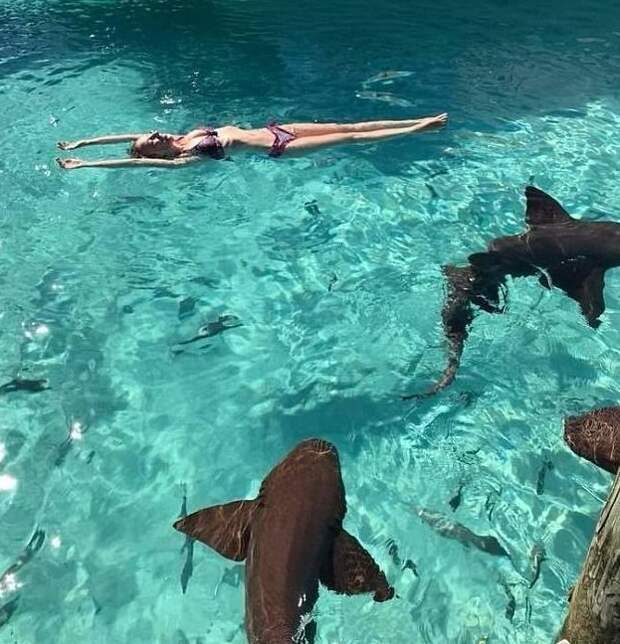 Медовый месяц на Карибах обернулся кровавым кошмаром акулы, атака акулы, карибы, медовый месяц, молодожены, неожиданное нападение, развлечения, экстремальные аттракционы