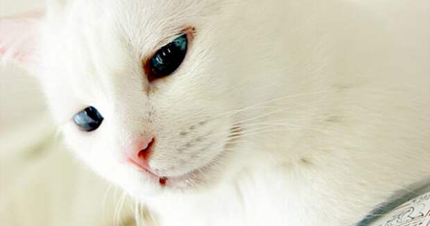 кошка с шикарными глазами, кошка красивая пока не заснет, Сетсу, Setsu