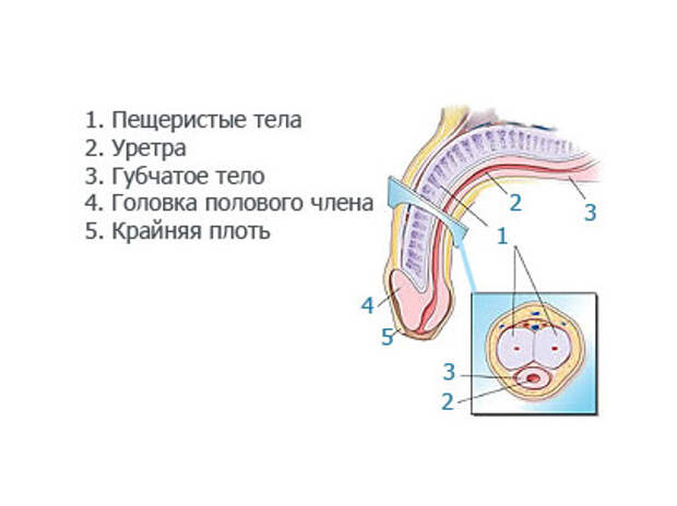 Низкая Чувствительность Полового Члена