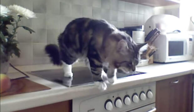 Реакция кота Никифора на замечания: мало того, что разлегся на кухонной плите, так еще и огрызается