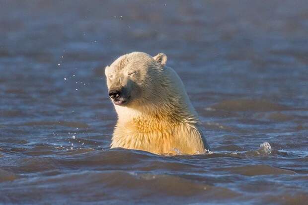 Девушка оправилась на Аляску, чтобы сфотографировать белых медведей, но там нет снега! аляска, белые медведи, глобальное потепление