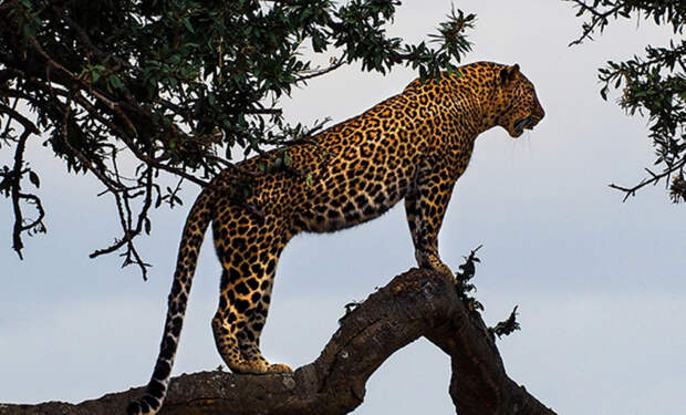 Ягуары умеют мяукать как кошки, но скрывали это