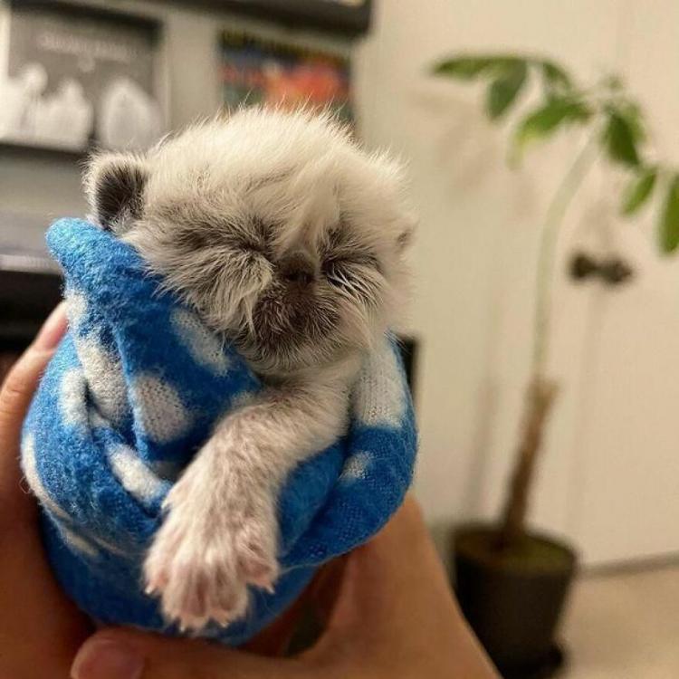 Котенок по прозвищу Дедуля покоряет сердца людей