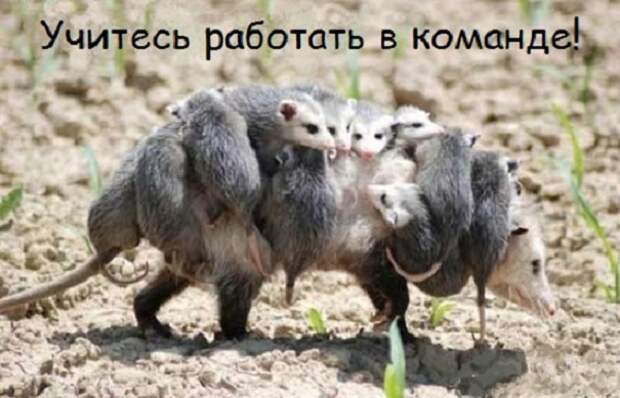 4229746_hot_weird_funny_amazing_cool3_animallifetips4_200907252028135621a (605x389, 118Kb)