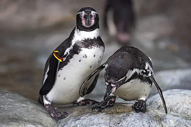 Императорские пингвины и морские котики оказались на грани исчезновения — предупреждает IUCN