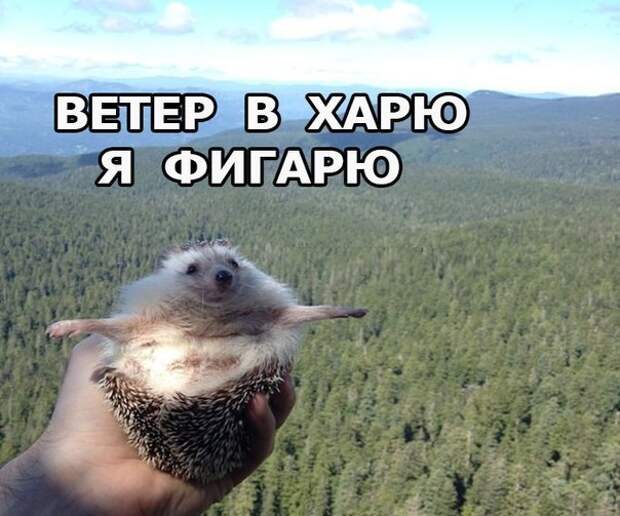 Прикольные надписи к картинкам из жизни (10 фото)