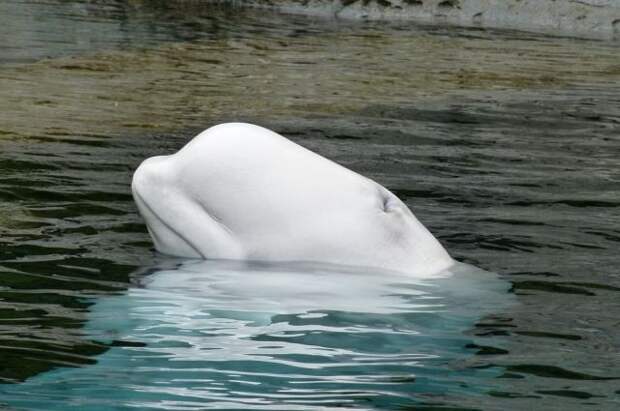 В Приморье из «китовой тюрьмы» выпустили последних белух