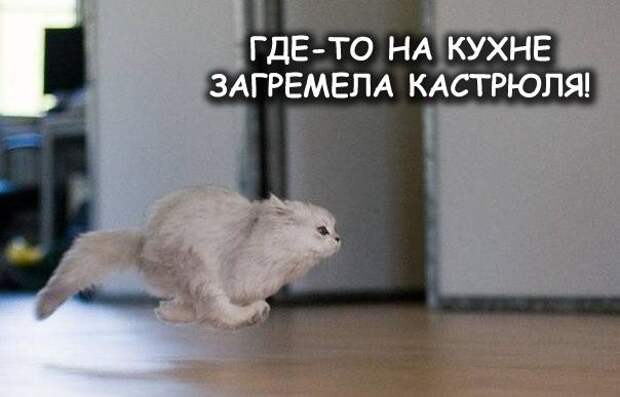Просто котики коты, юмор